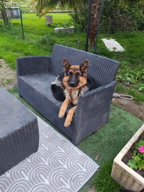 Femelle berger allemand de 15 mois 0 76200 Dieppe
