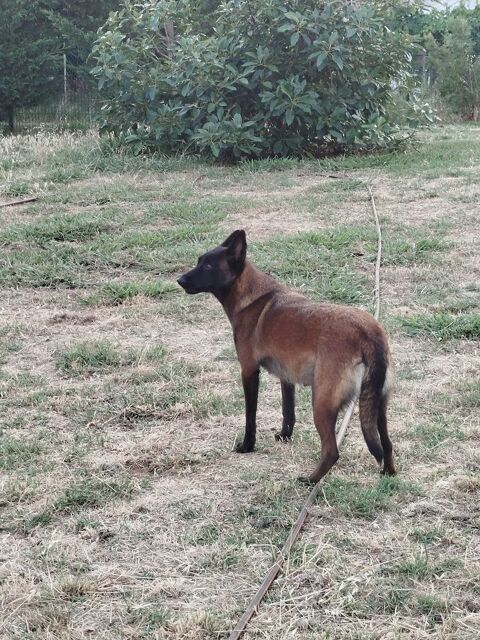 Chiot malinois 0 20230 Canale-di-verde