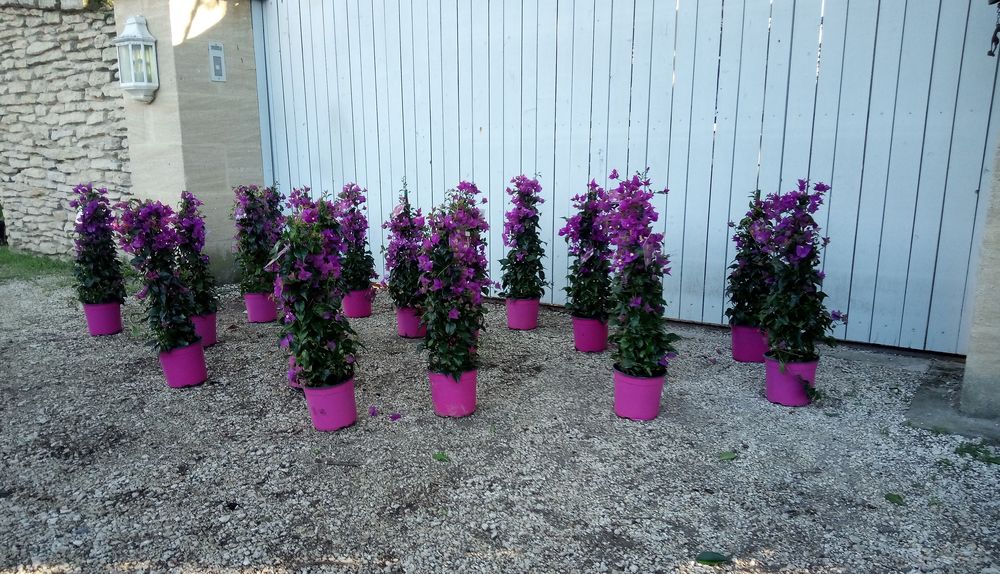 5 Raisons de choisir le bougainvillier avec ses belles fleur Jardin