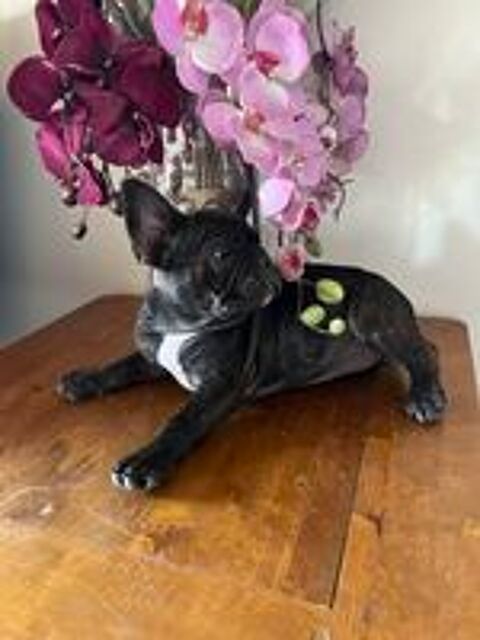   Chiot bouledogue français payable en 3 fois  