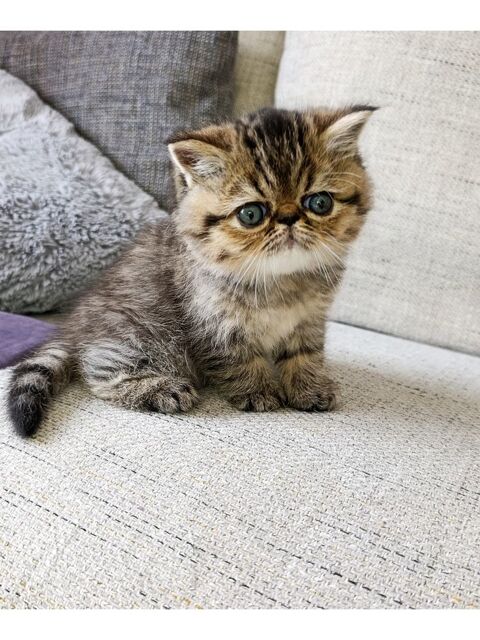 Chatons Persan et Exotic LOOF  1200 44220 Cou�ron