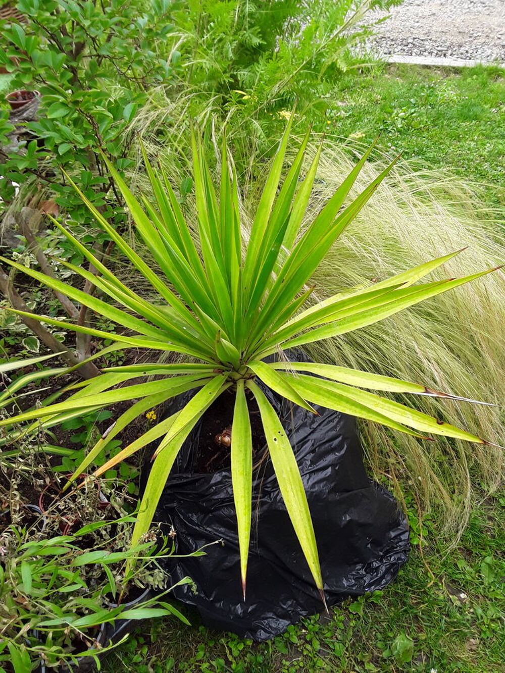 Plantes vivace Jardin