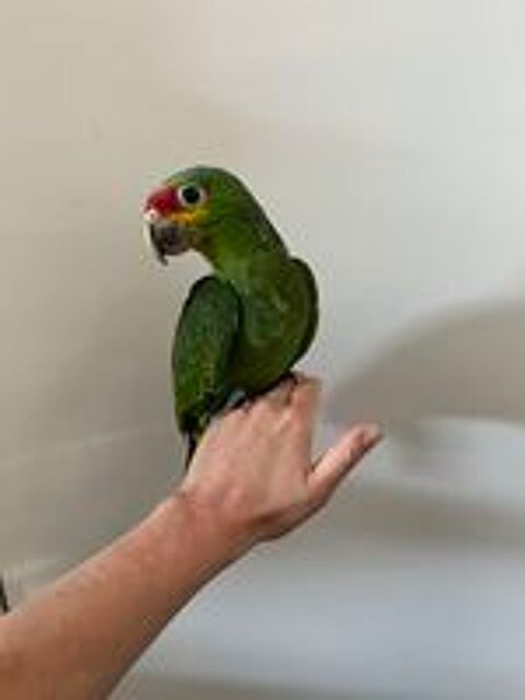   Perroquet amazone à  front rouge EAM 
