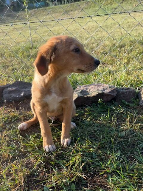 A L'ADOPTION LUI SE TROUVE EN REFUGE MACEDOINE DU NORD 0 75018 Paris