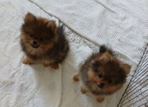   Chiots spitz type Pomeranie  