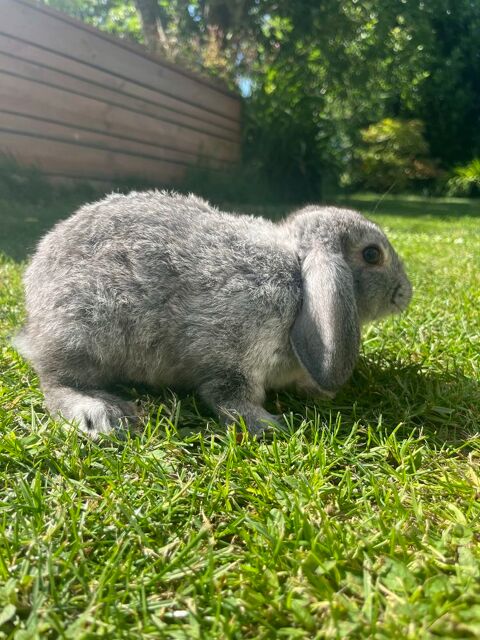 lapin nain b&eacute;lier pure race 0 22100 Calorguen
