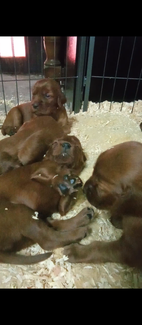 chiot setter irlandais rouge 800 33160 Saint-médard-en-jalles
