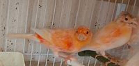   Deux Couple canari 77 
