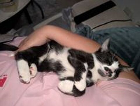   Donne chaton contre bon soins 