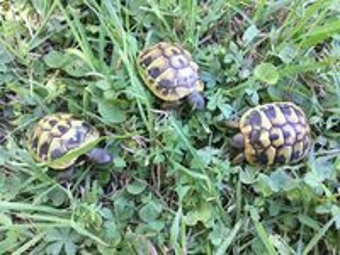   Bébés tortues de terre 1 an 