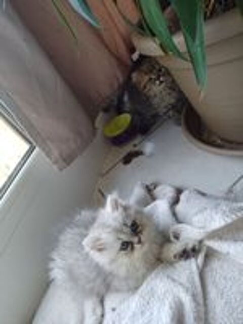   3 petit bout de chou cherche la famille pour la vie 