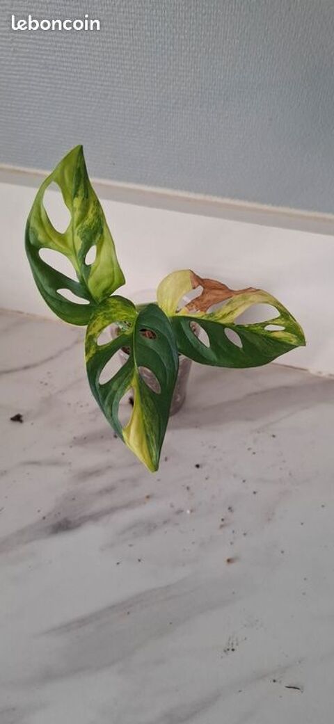 Monstera adansonii variegata aurea bouture 79 Clermont-Ferrand (63)