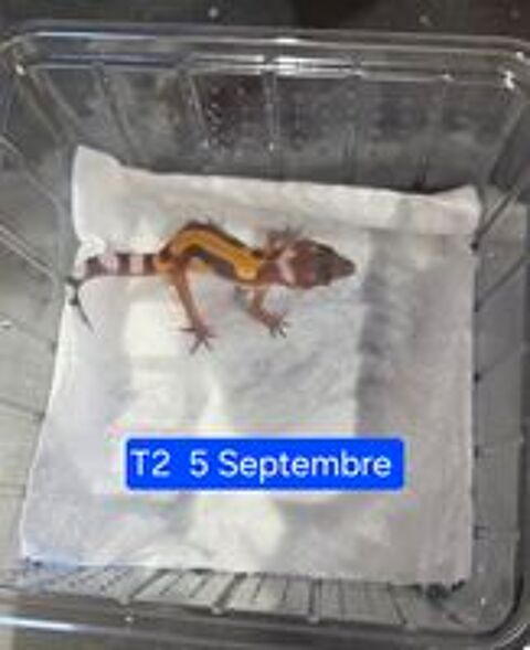   Gecko léopard juveniles 