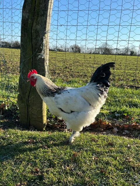 Coq 5 49670 Valanjou