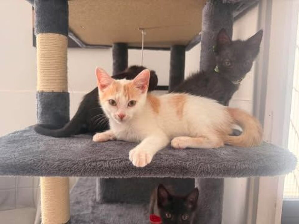   Chat CARAMEL à l adoption 