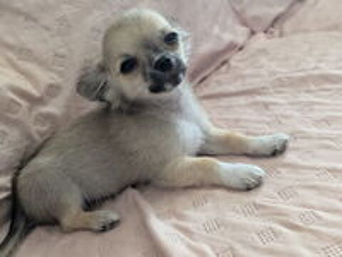   A rserver Chiots chihuahua poils longs  