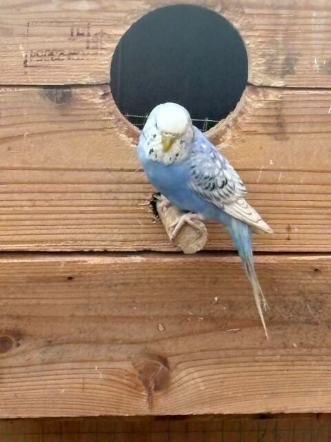 Perruche ondul&eacute;  10 42800 Rive-de-gier