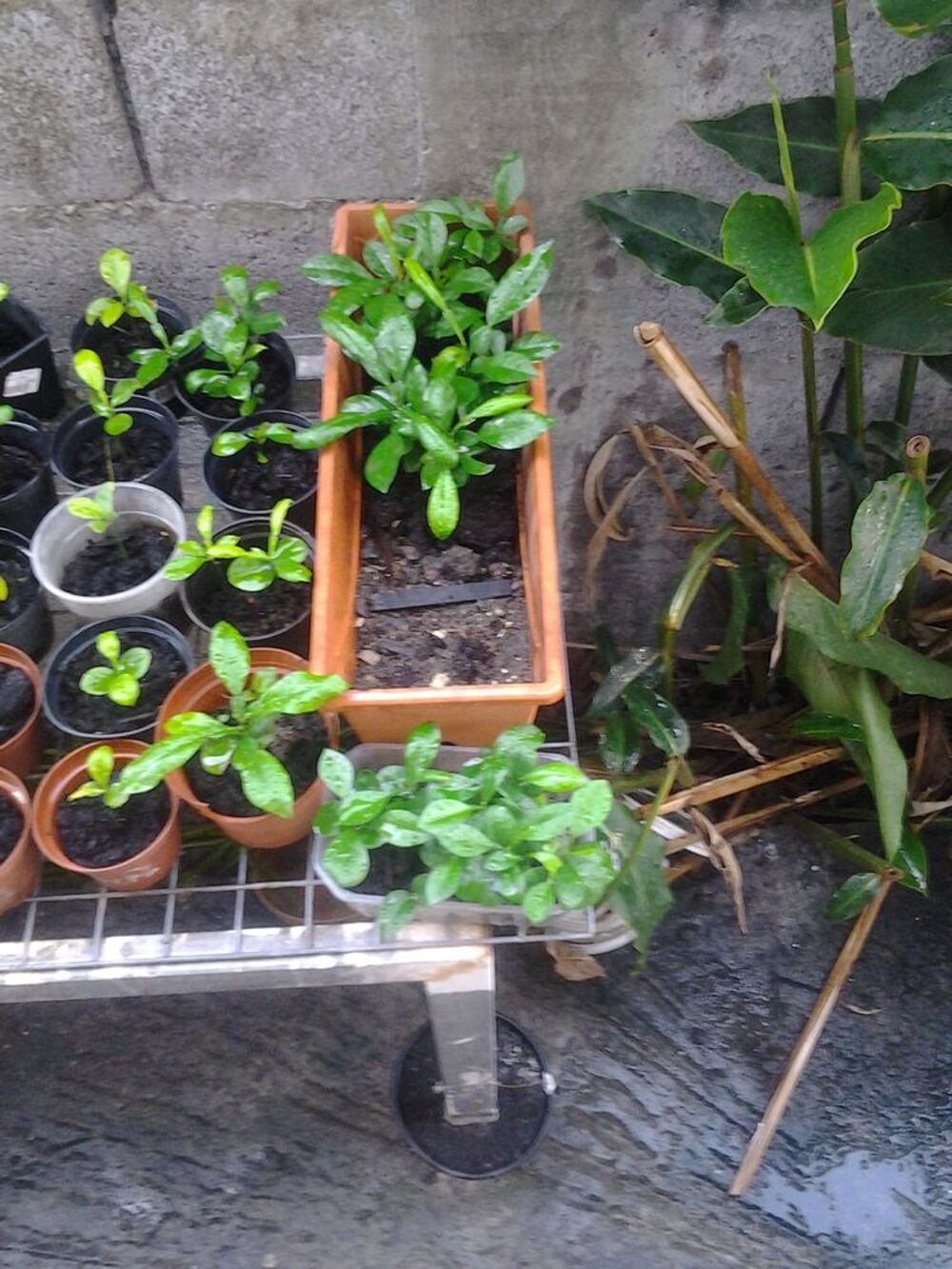 Plants Jardin