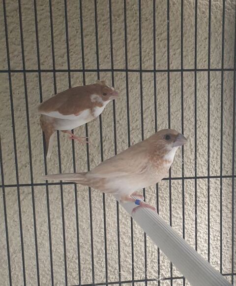 Moineau du japon 10 35360 Mdrac