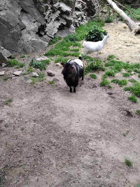 bouc nain 40 85150 Saint-georges-de-pointindoux