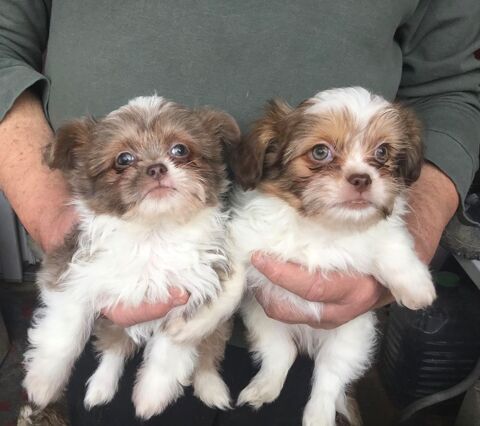 Shih tzu crois&eacute; Chihuahua 690 86220 Les ormes