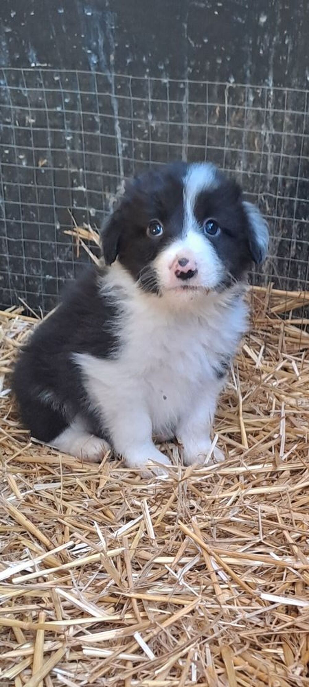   Border collie  