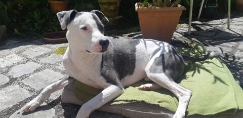 Marley, mâle croisé berger, né le 22/05/2021 &#128054; 380 71000 Flace les macon