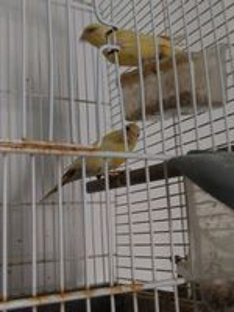   Canaris bec droit 