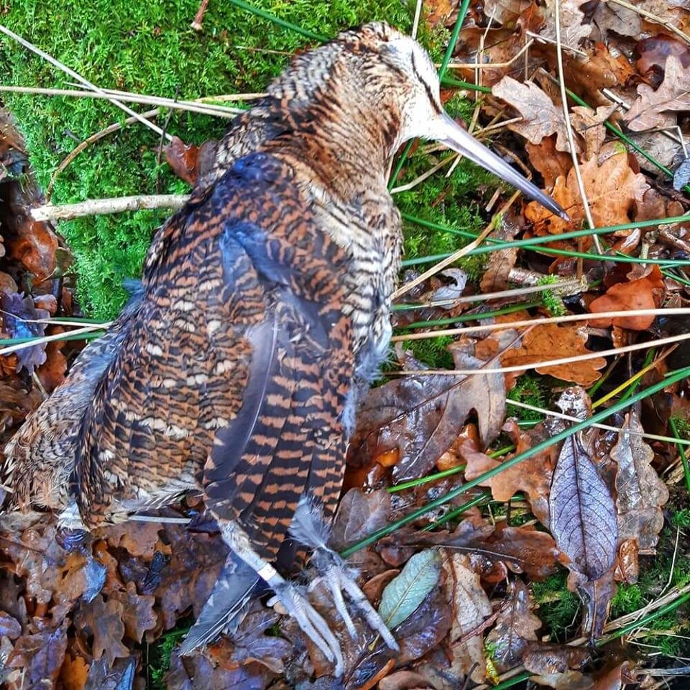 Quelques places pour nouveaux chasseurs Sports
