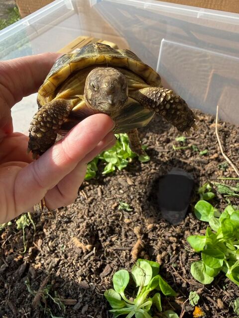 Tortue de terre 200 93330 Neuilly-sur-marne