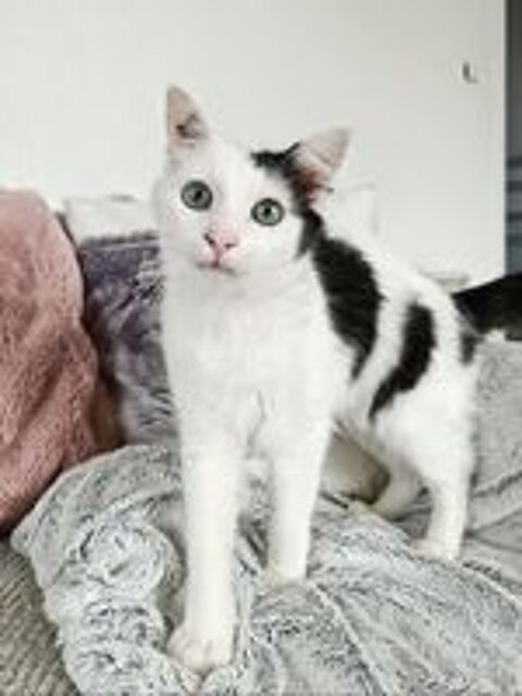   Spiki jeune chat 8 mois cherche famille a adopter 