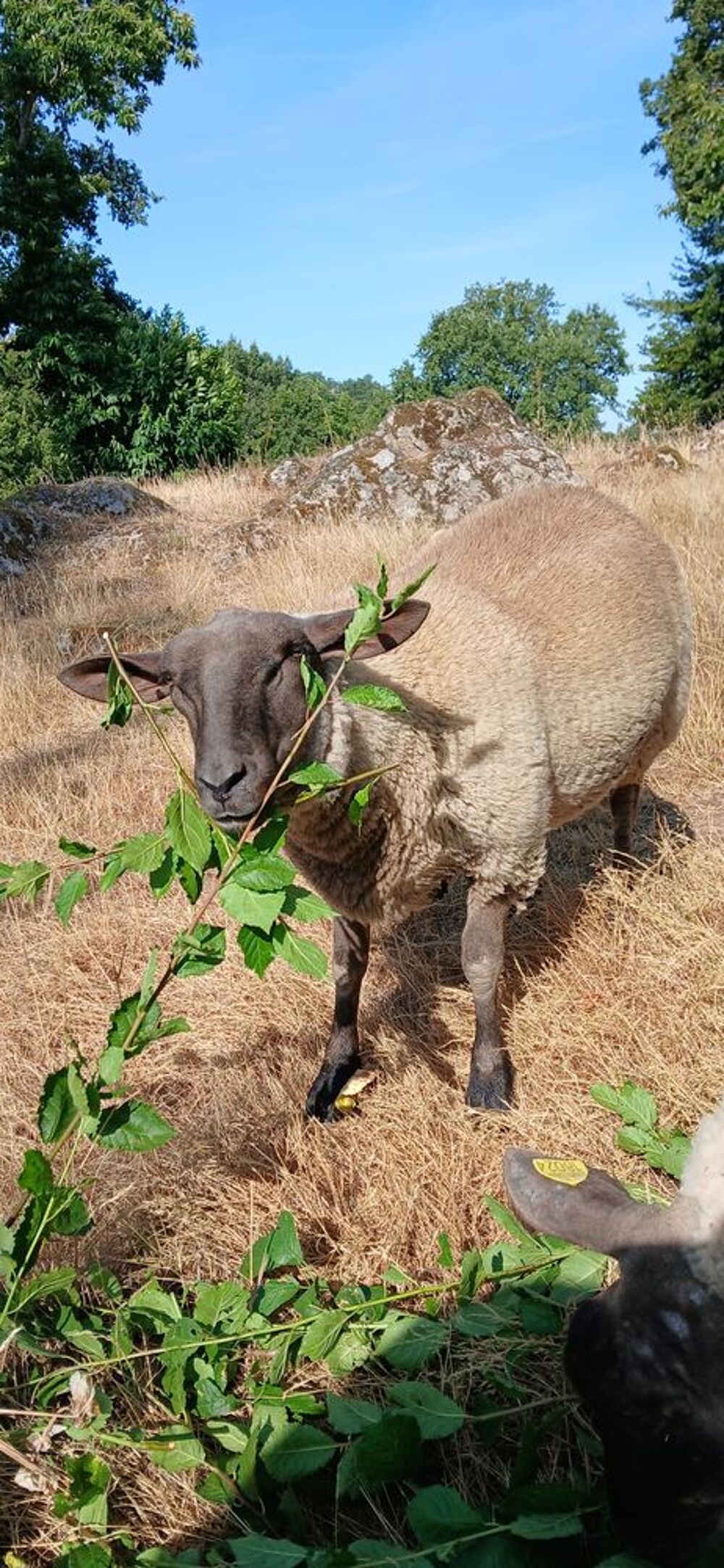   Agneau , belier 