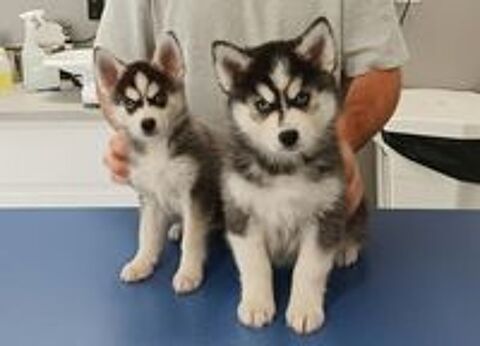   Magnifique Pomsky F3+ / Mini husky 