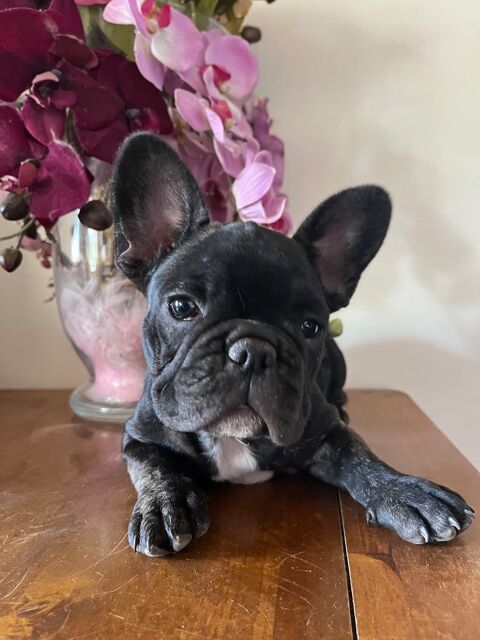 Chiot bouledogue fran&ccedil;ais payable en 3fois 1000 45210 Fontenay-sur-loing