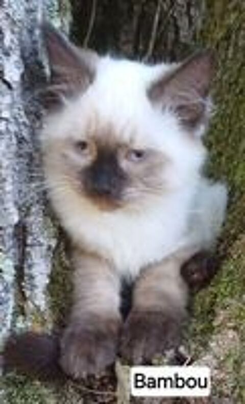   Chaton sibérien LOOF mâle  