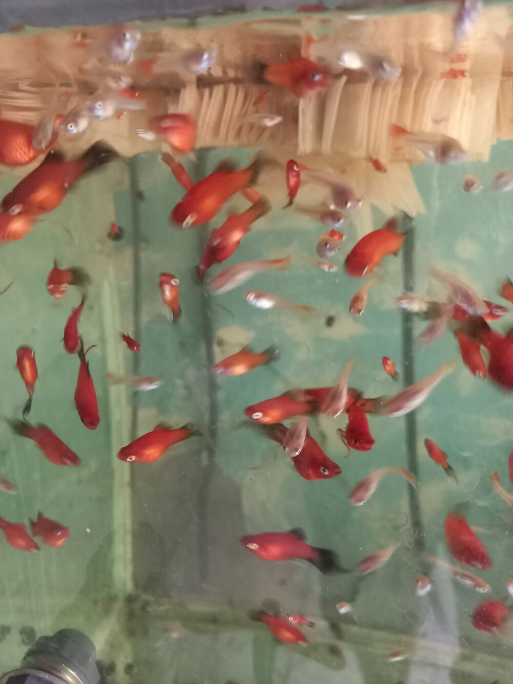   poissons aquarium 