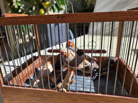 1 couple de  mandarins 5 85170 Beaufou