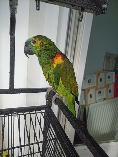 amazon male de 4 ans 0 33660 Saint-seurin-sur-l'isle
