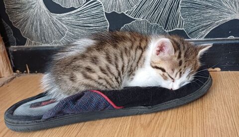 Donne chaton tigr&eacute; n&eacute; d&eacute;but &eacute;t&eacute;, sevr&eacute; &agrave; la rentr&eacute;e 0 22110 Glomel