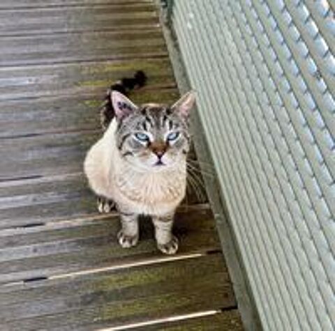   Noris chat siamois adorable 2 ans a adopter 