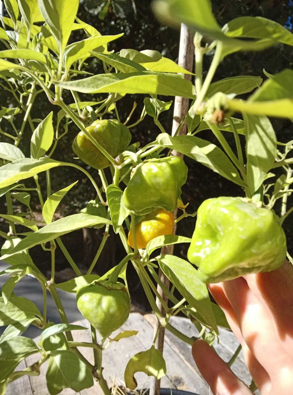 Piment Scotch Bonnet Jardin