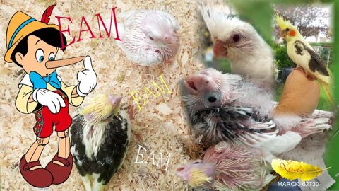 Oiseaux perruches EAM 1 62730 Marck