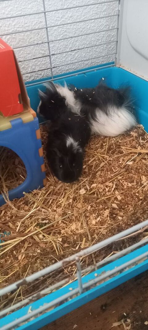 Cochon d inde 5 31350 Ciadoux