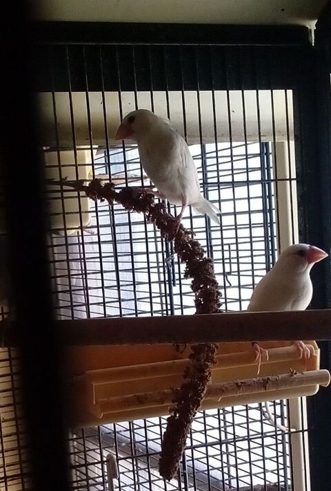 Padda de java femelles 30 47200 Marmande