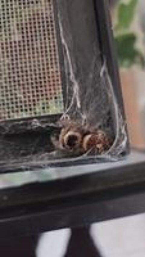   Phidipus regus 