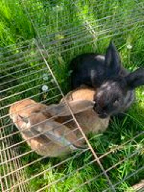  Lapin de ferme  