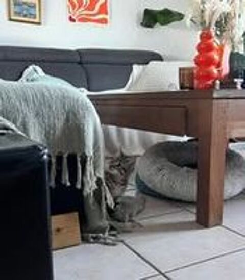   Chat BENGAl à l adoption 