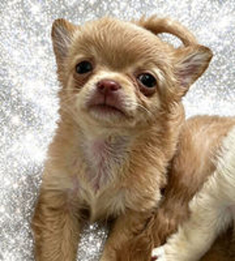   chiots chihuahua LOF à   poil long disponibles - petit gabarit 