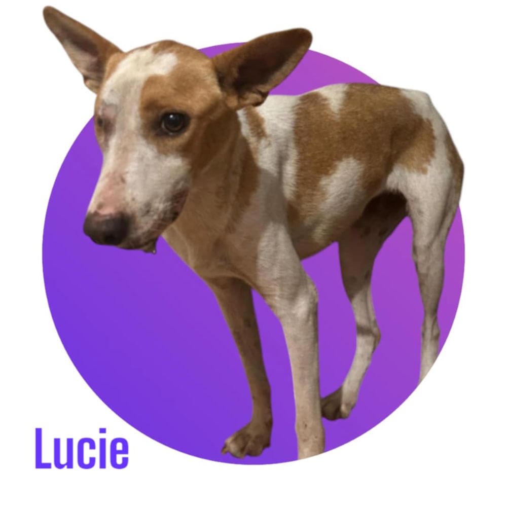   Lucie cherche sa famille pour la vie, une famille adaptée à son traumatisme 🙏🍀 