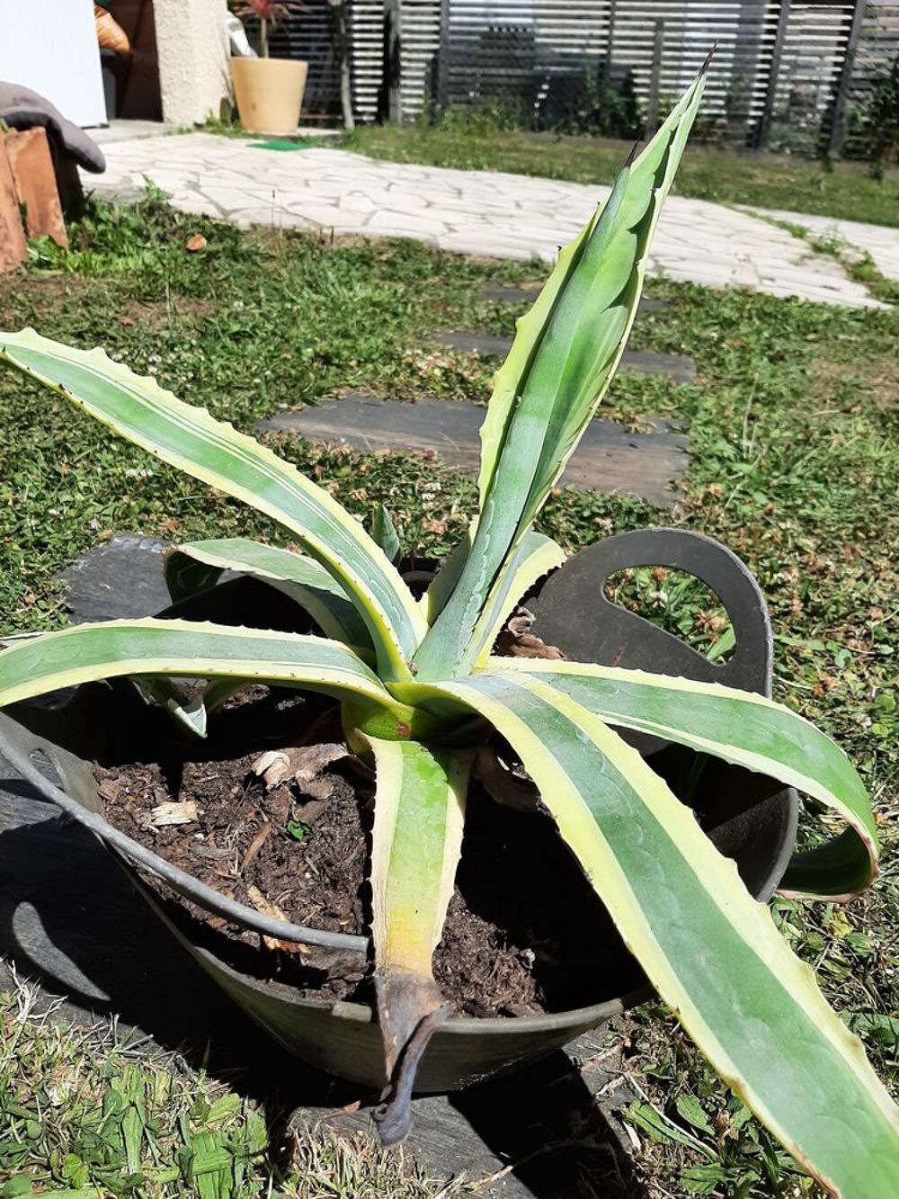 AGAVE Americana marginata Cactus Plante Jardin